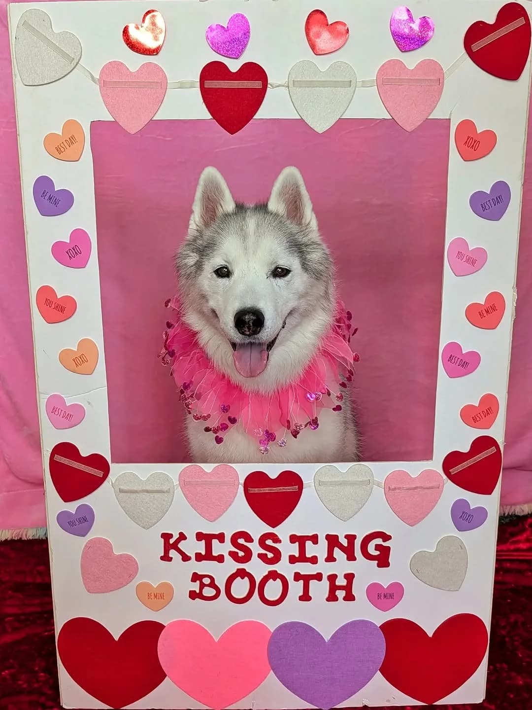Puppy Love & Pucker Ups! 🐾💕
Happy Valentine’s Day from the fluffiest kissing booth in town! Eleanor, Memphis, and Kira are open for business, and the price of admission is exactly one dog treat. Swipe through to see which of these three gave the best "Siberian Smooches" and let us know—who would you pick for a Valentine’s date? 🌹✨
The "Kissing Booth" might be a DIY project from a few years ago, but the love (and the fur) is as fresh as ever. Whether you’re celebrating with a human or a hound today, we hope your day is filled with plenty of treats and zero tricks!
#SiberianHusky #HuskyLife #ValentinesDayDogs #KissingBooth #DogPhotography FunnyDogs ValentinesDay2026 HuskyLove